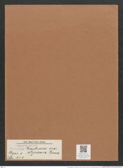 Navicula gastrum var. styriaca Grun. (de-Toni-Nr.: Genus 1, Species 131) Zeichnungen Sammlung Grunow Mappe 00117 (Herbarium_W_Grunow_drawings_Folder_00117)